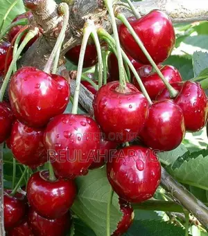Peach, American Sweet Cherry, Plum Seedlings Available