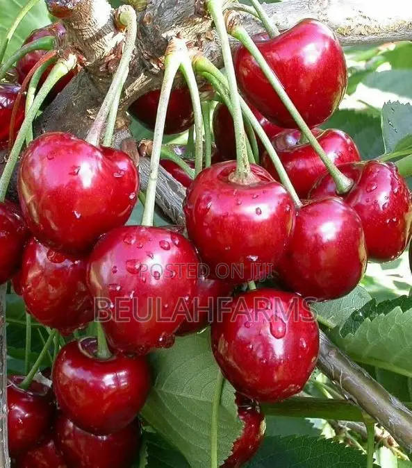 Peach, American Sweet Cherry, Plum Seedlings Available