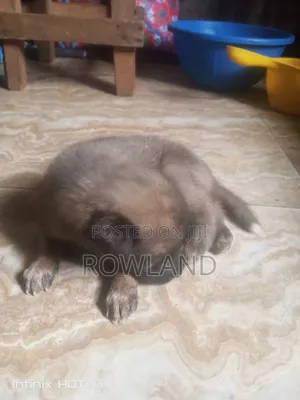 3-6 months Male Mixed Breed German Shepherd