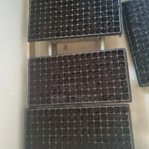 Habanero Pepper Seedlings