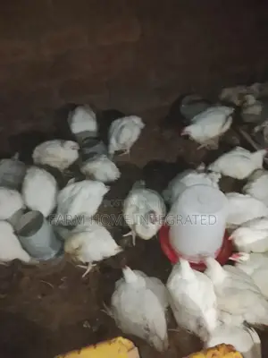 Healthy Chicken