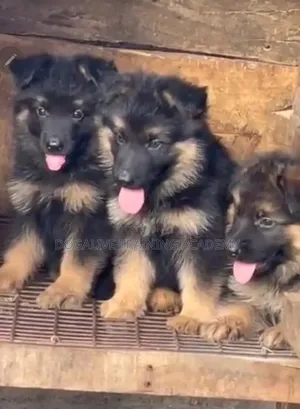 1-3 months Female Purebred German Shepherd
