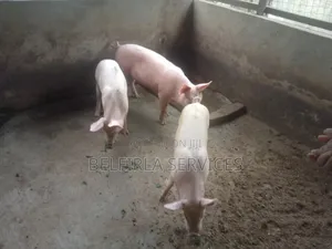 Ready-to-Breed (About-to-Cross) Pigs for Sale