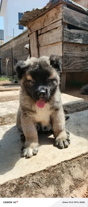 1-3 months Male Purebred Caucasian Shepherd