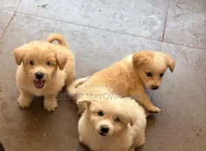 1-3 months Female Purebred American Eskimo