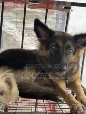 1+ year Female Purebred German Shepherd