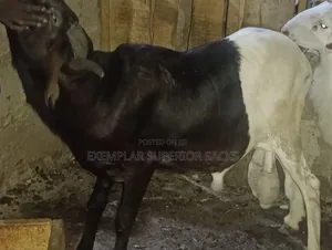 Giant Hudah Ram
