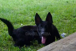 6-12 months Male Purebred German Shepherd
