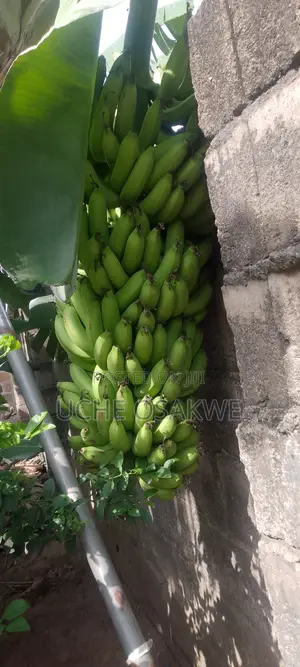 Pure Organic Banana Ready for Harvest