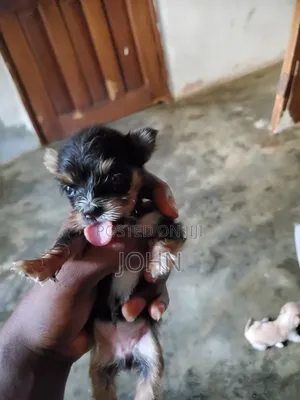 0-1 month Female Purebred Lhasa Apso