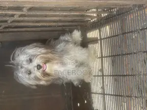 1+ year Female Purebred Lhasa Apso