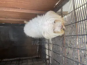 1+ year Male Purebred Lhasa Apso