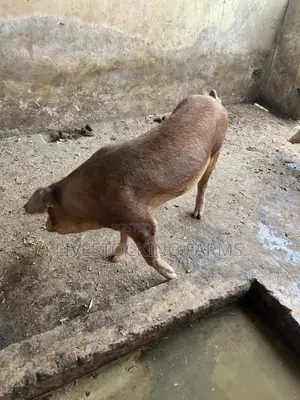 Active Adult Duroc Boar for Sale