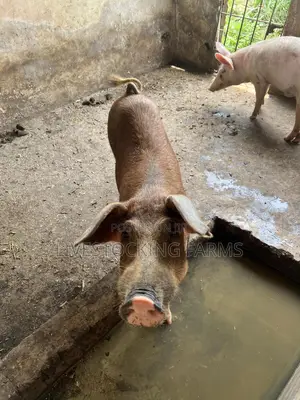 Active Adult Duroc Boar for Sale