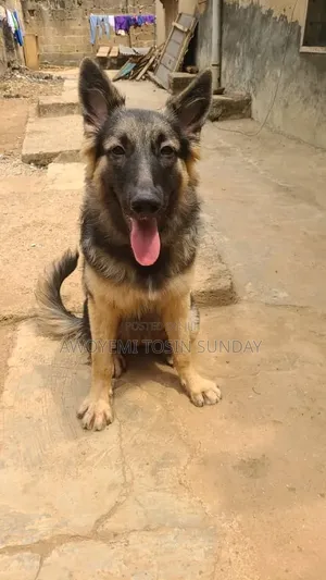 6-12 months Female Purebred German Shepherd
