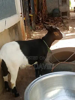 Wad Goat for Sell