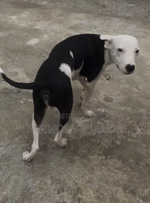 3-6 months Male Purebred American Pit Bull Terrier