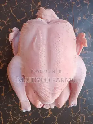 Dressed/Live Broiler Chicken