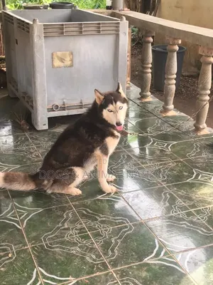 1+ year Female Purebred Siberian Husky