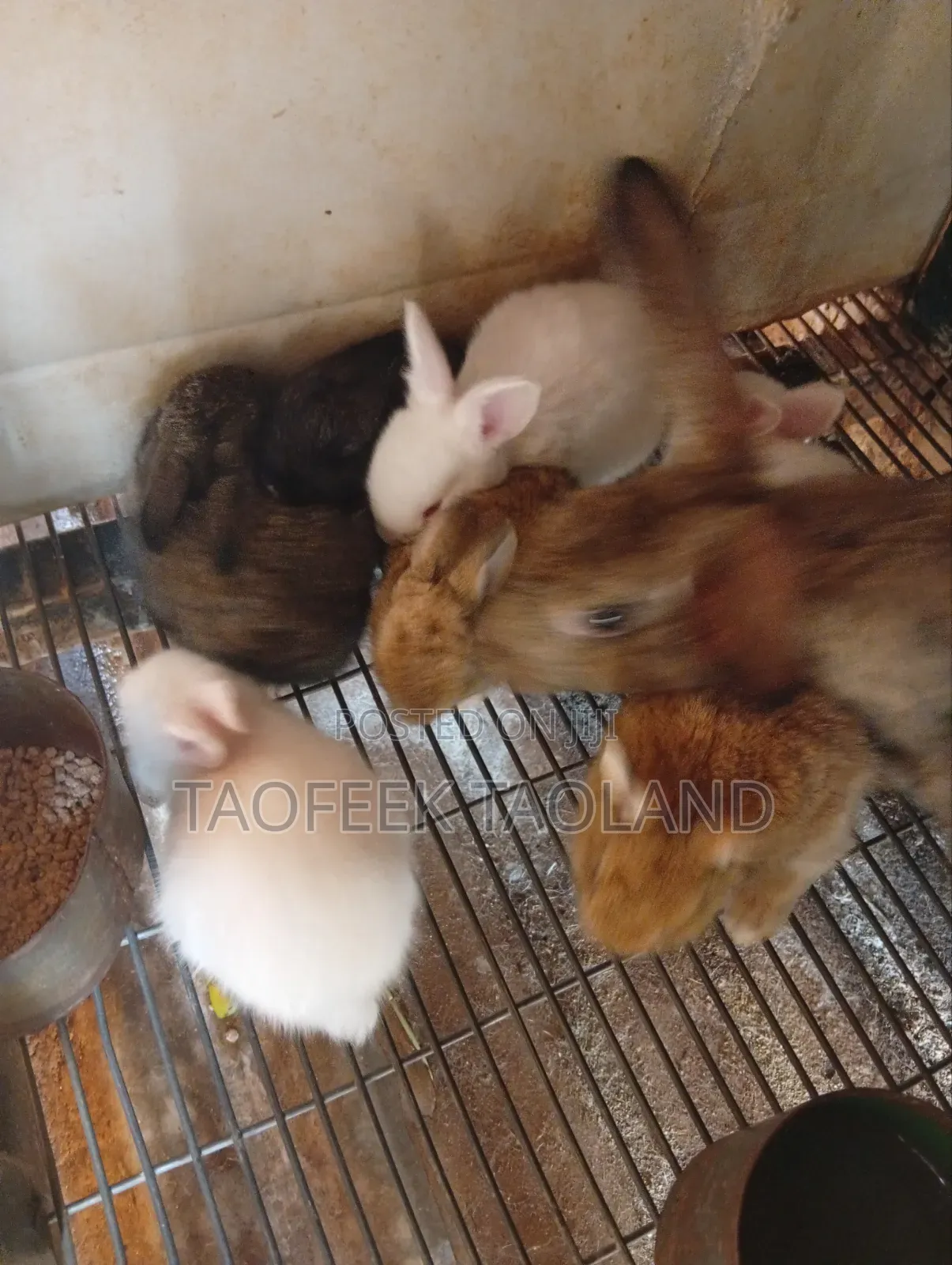 Rabbit and Food