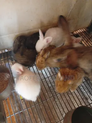 Rabbit and Food