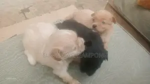 1-3 months Female Purebred Lhasa Apso