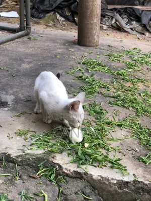1-3 months Female Mixed Breed Cat