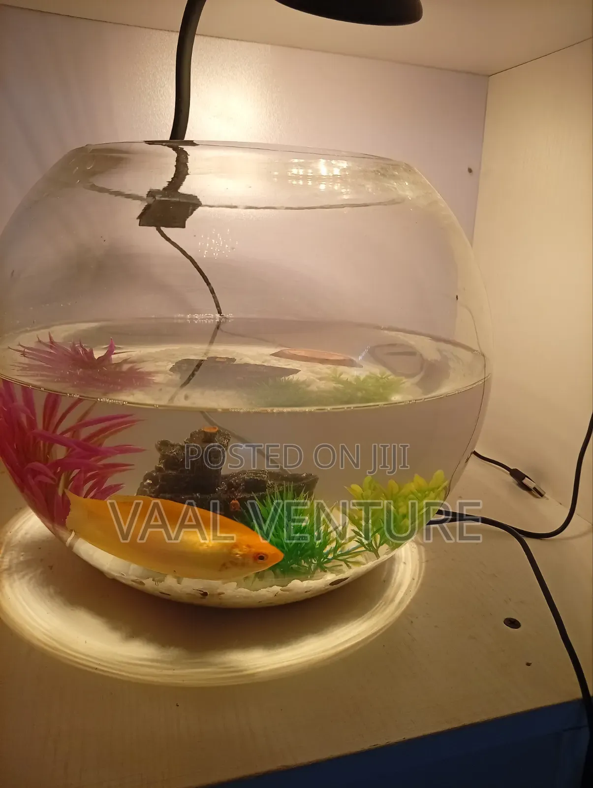 Bowl Aquarium