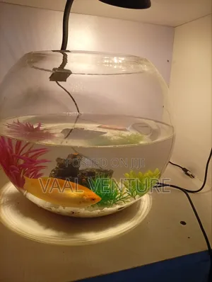 Bowl Aquarium