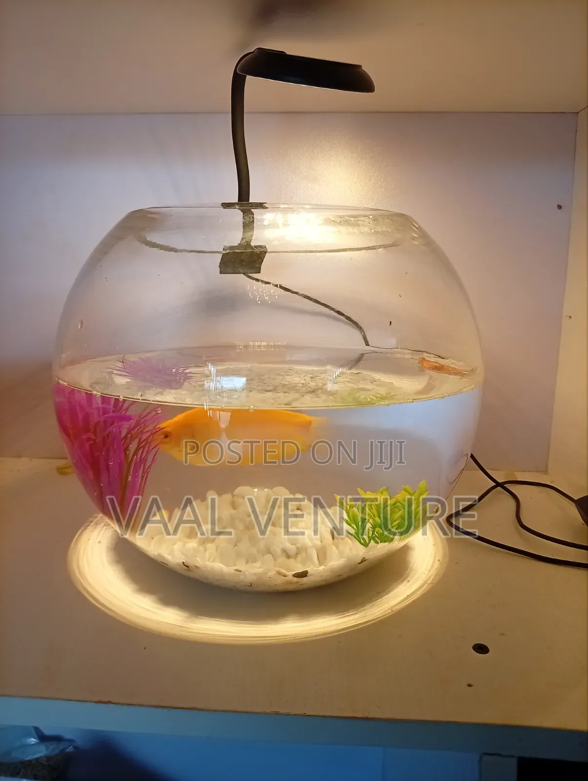 Bowl Aquarium