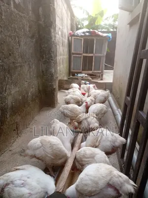 Live Chickens for Sale