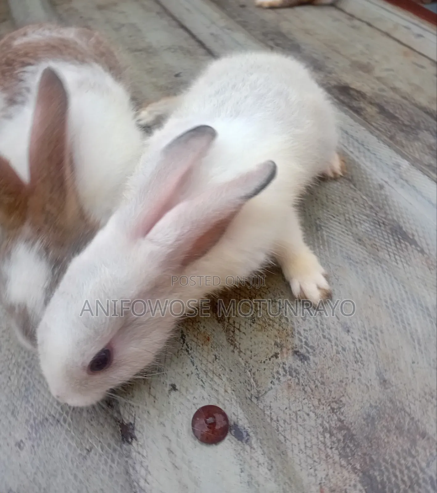 Rabbit for Sale