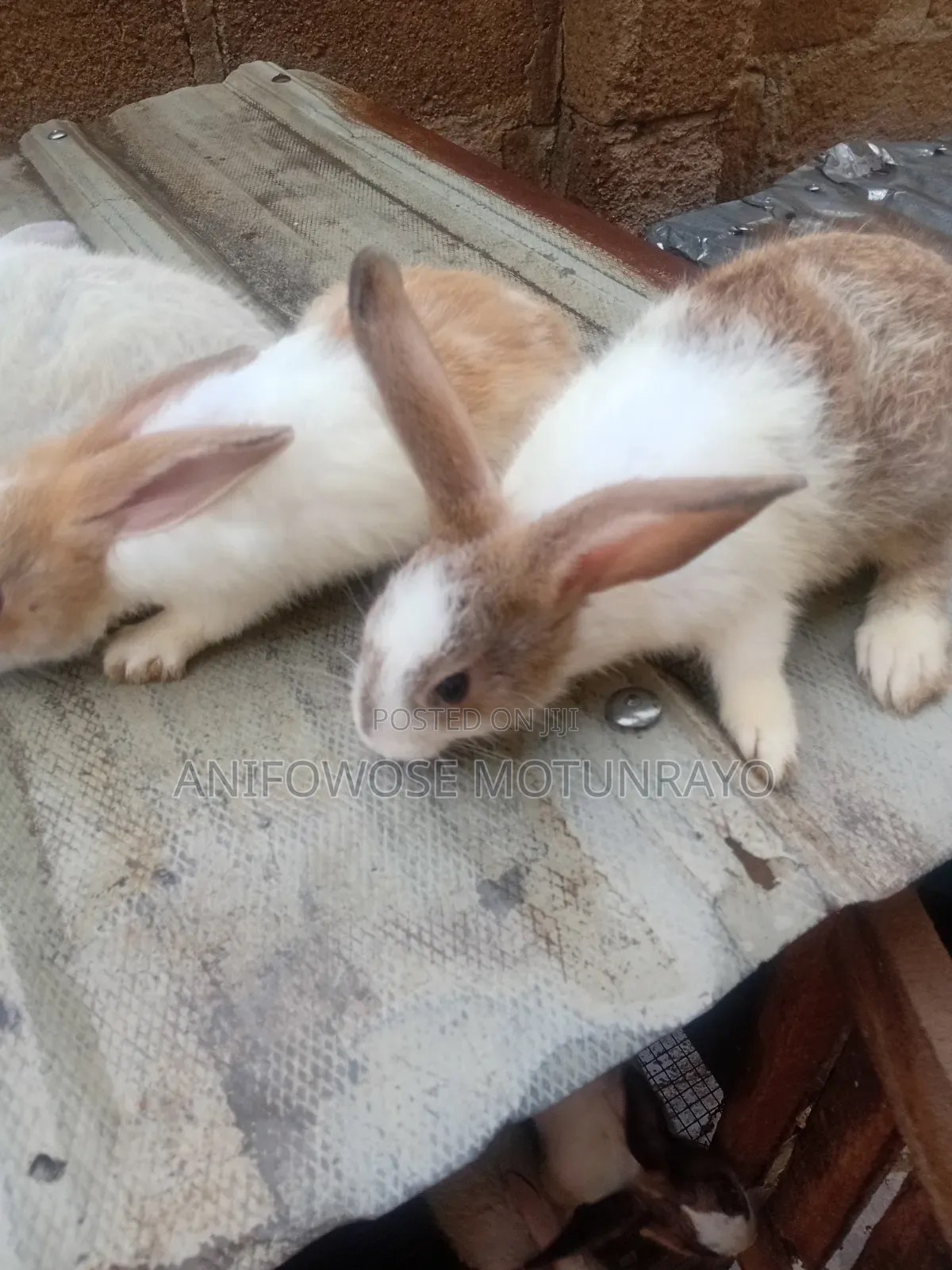 Rabbit for Sale