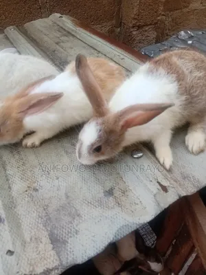 Rabbit for Sale