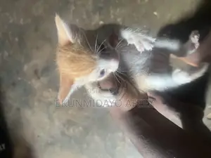 1-3 months Male Purebred Cat