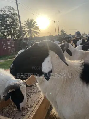 Healthy Ram Available
