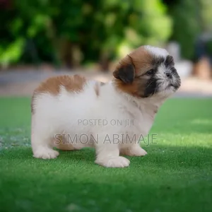 1-3 months Female Purebred Shih Tzu