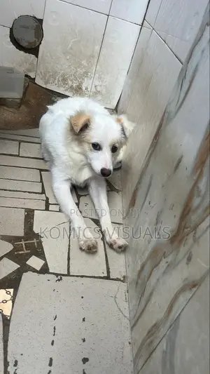 3-6 months Male Mixed Breed American Eskimo