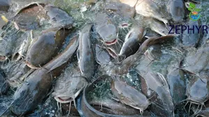 Bulk Live Catfish With Free Delivery Within Abuja.