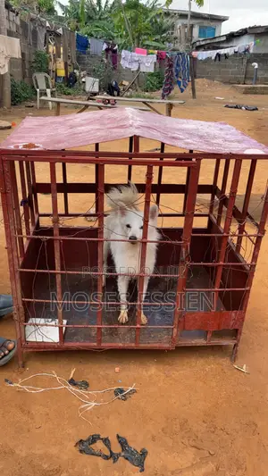 6-12 months Male Purebred American Eskimo