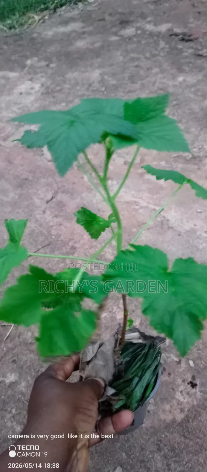Black Currants Plants/Seedlings for Sale
