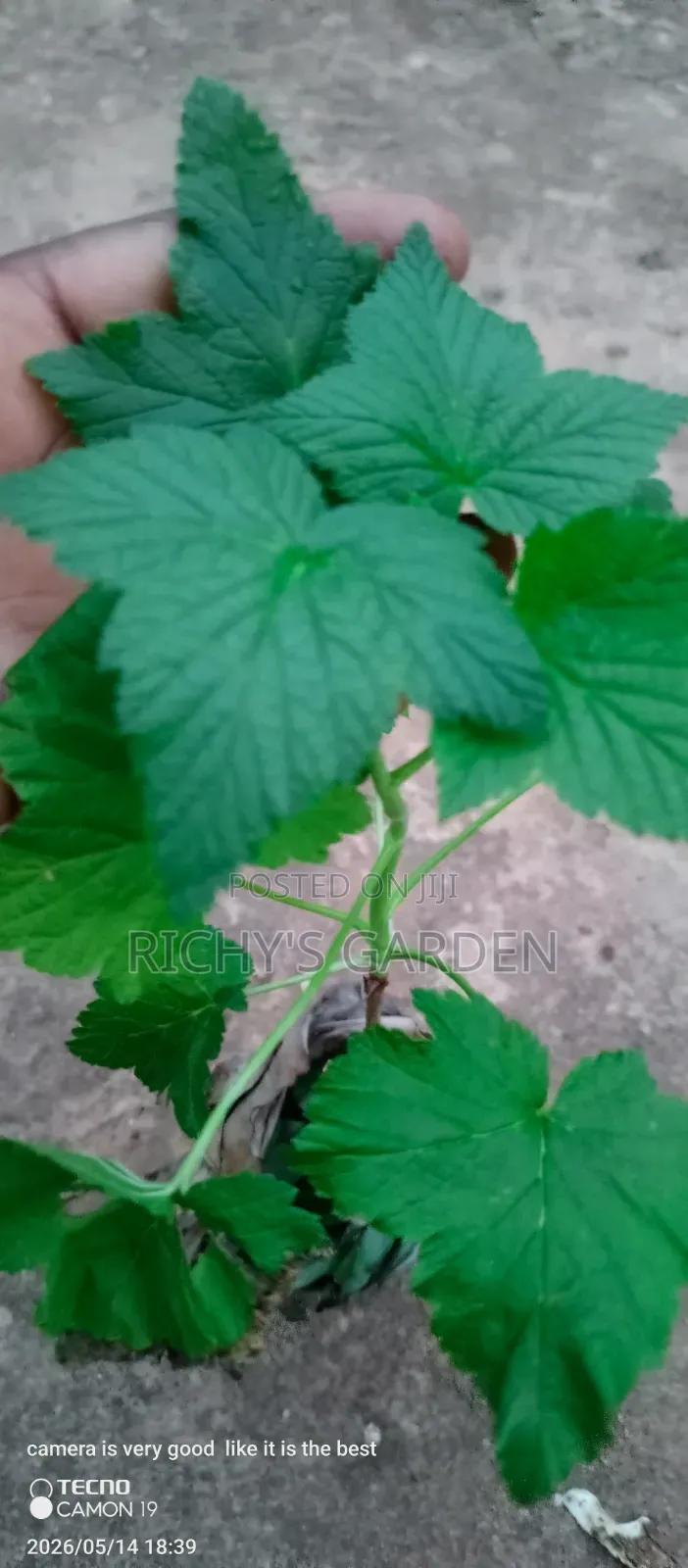 Black Currants Plants/Seedlings for Sale