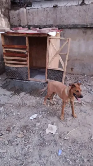 6-12 months Female Purebred Boerboel