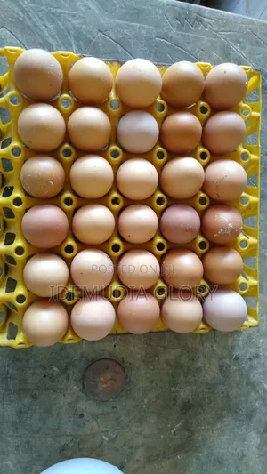 Fresh Eggs
