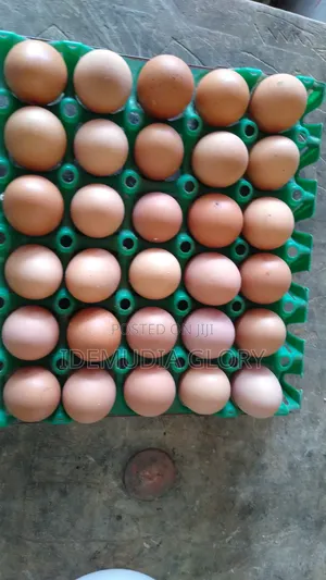 Fresh Eggs