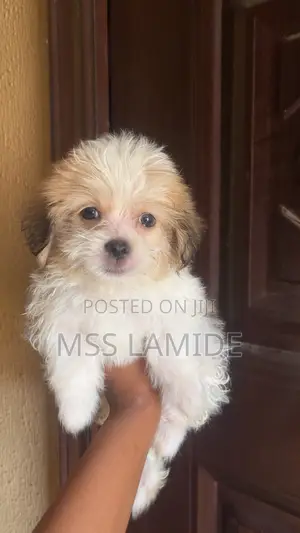 1-3 months Male Purebred Lhasa Apso