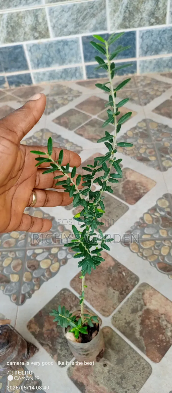 Olive Tree