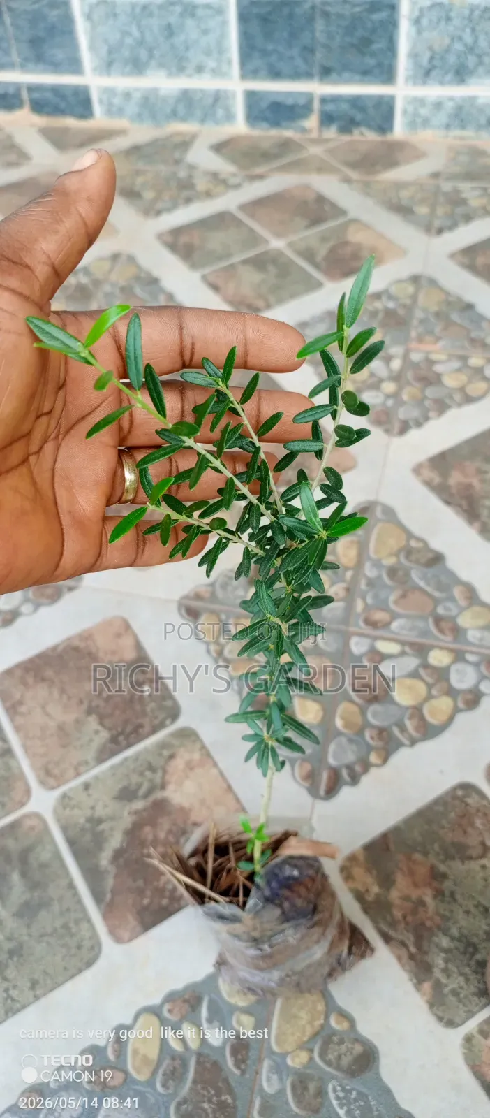 Olive Tree