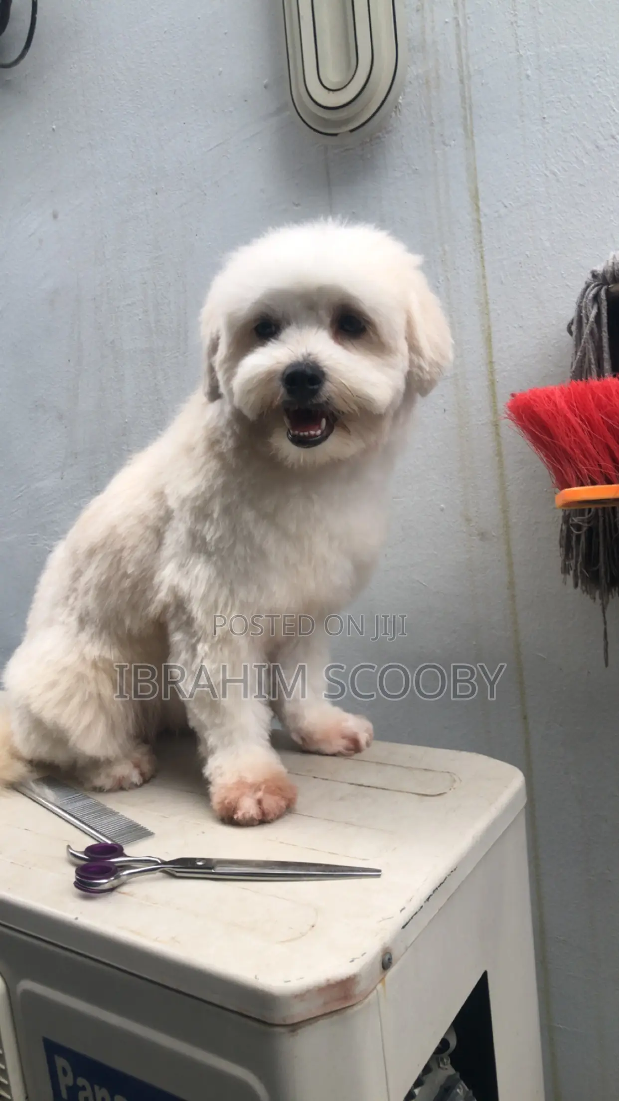 Pet Grooming at Affordable Prices