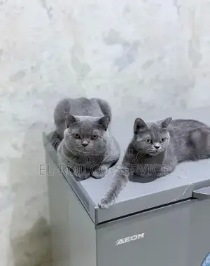 1-3 months Female Purebred British Shorthair